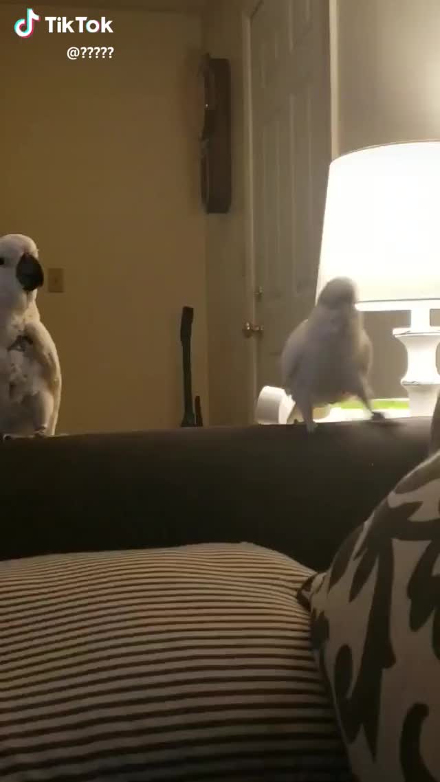 max loves this song. coco? not so much. #maxandcoco #birb #bird #parrot #petsoftiktok