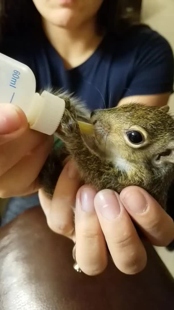 Hurricane Irma squirrel orphan nursing