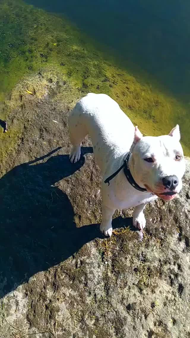 Pitbull swimming for get stick