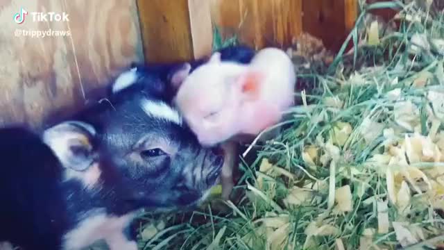 Aww, when my pet piggy luna had babies??? #pigs #tiktok #cute #farmlife #aww