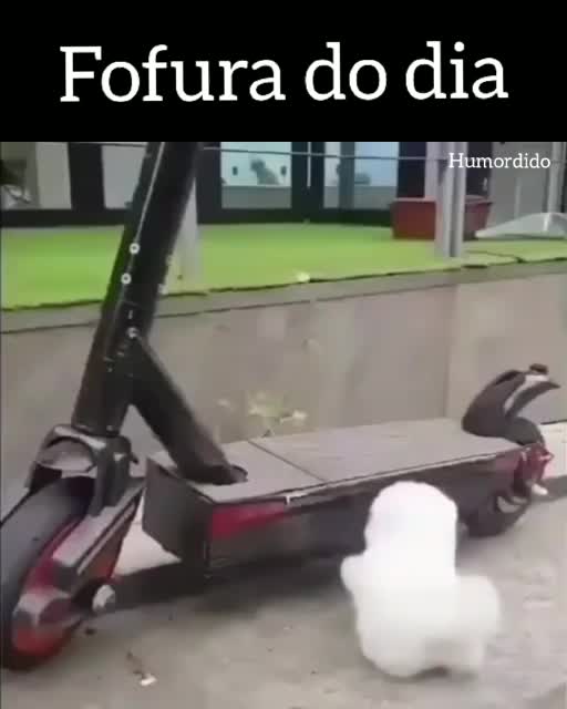 fofura-do-dia