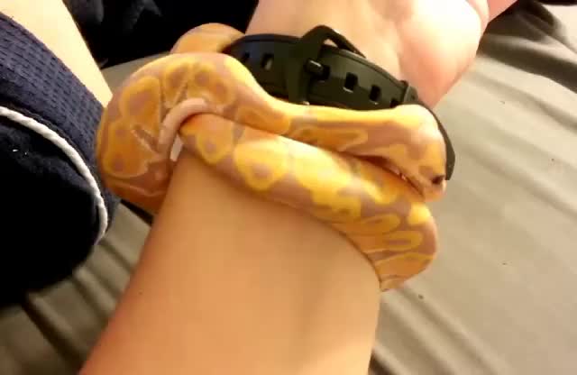 Adorable Snake ?