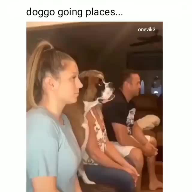 Doggo going places??