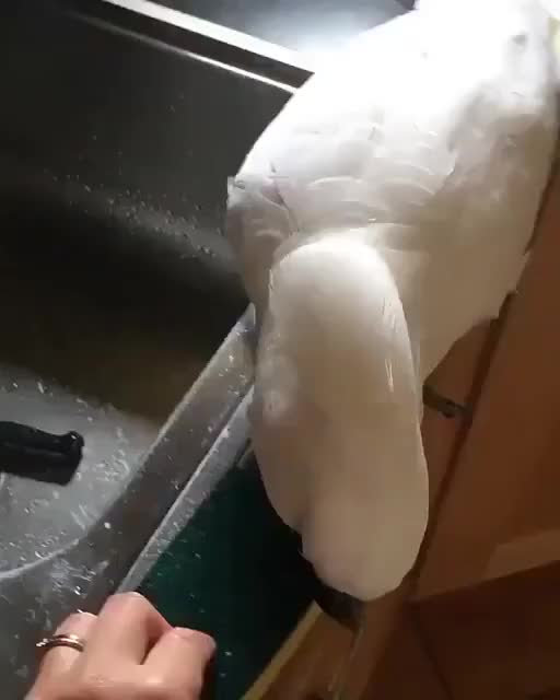 Cleaning The Sink