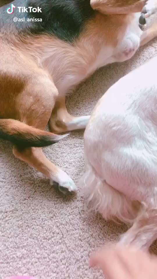 No butts were harmed in the making of this #dog #pet #comedy