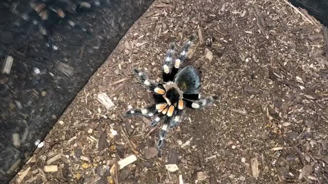 Mexican Red Knee Tarantula Molting Time-lapse