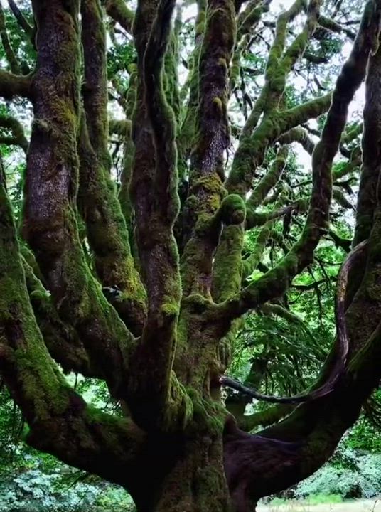These moss trees in Washington State are up to 1,000 years old.