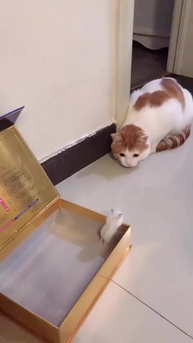 Cat: What the F is this! I'm so scared