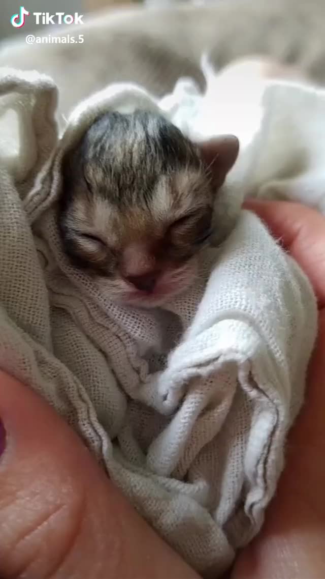 Day old kitties? Mama abandoned them? Stay tuned to see us bottle feeding them!?