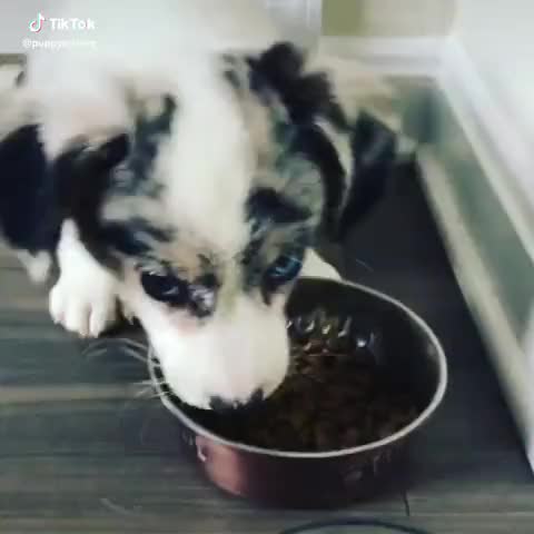 Hear this pupper with his yummy food ❤? #puppy #dogs #cute