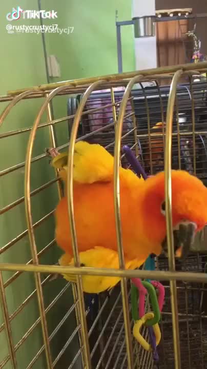 What’s your most liked video? #repost #mymostlikedvideo #bird #pet #parrot #conure
