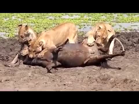 Lioness chews off a Wildebeest's balls