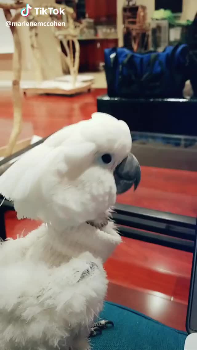JERSEY REACTS TO FAV SONG ? #engagednotcaged #parrot #cockatoo #pet #bird