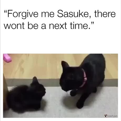 Cat Sasuke Itachi