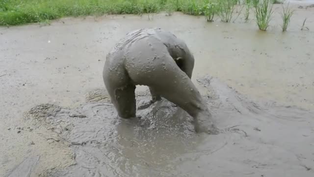 Jayce bathing in mud