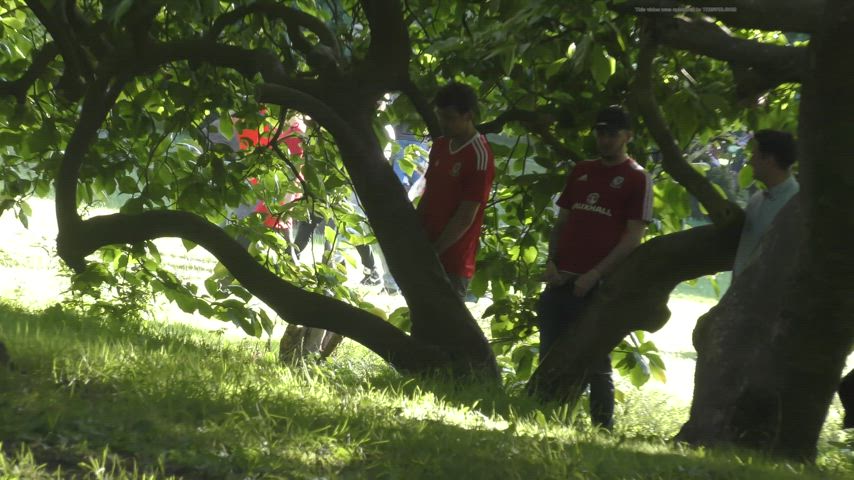 Football fans pissing behind a tree