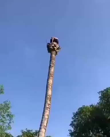 Cut down coconut tree like a boss