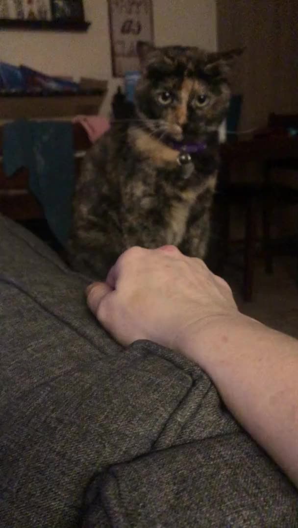 Hi, I’m Caramel and enjoy being the cutest Tortie my mom ever saw, playing with