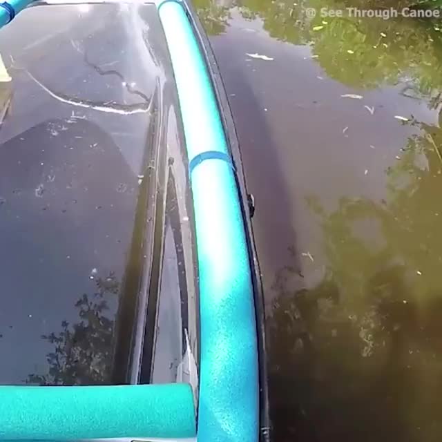 That moment your canoe is stuck on an alligators back-720p