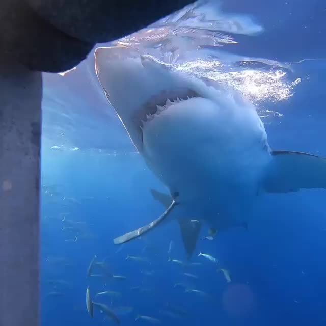 “Bullet” a 17ft shark BITES cage and gives diver a ride of their life !!! @sharkdivingxperts