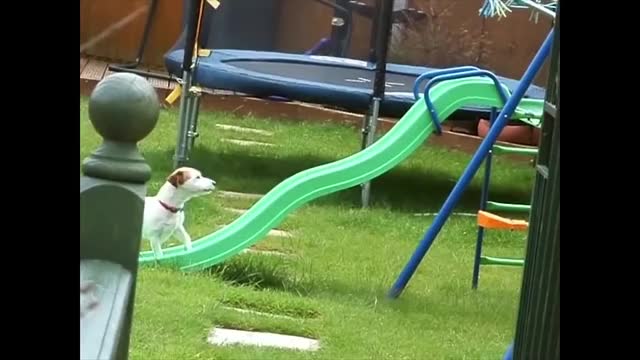 Dog on the slide