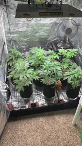WELCOME TO MY GARDEN!! There are 10 strains of Mephisto autoflowers about 5 weeks