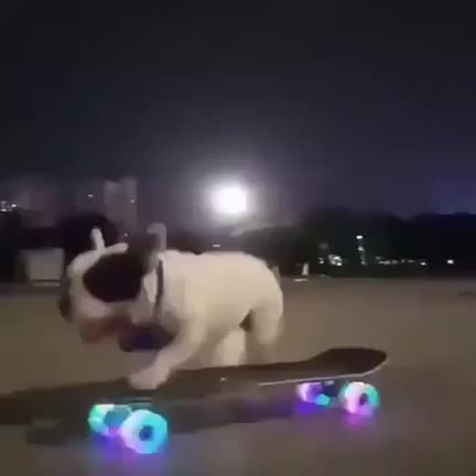This dog is cooler than I'll ever be