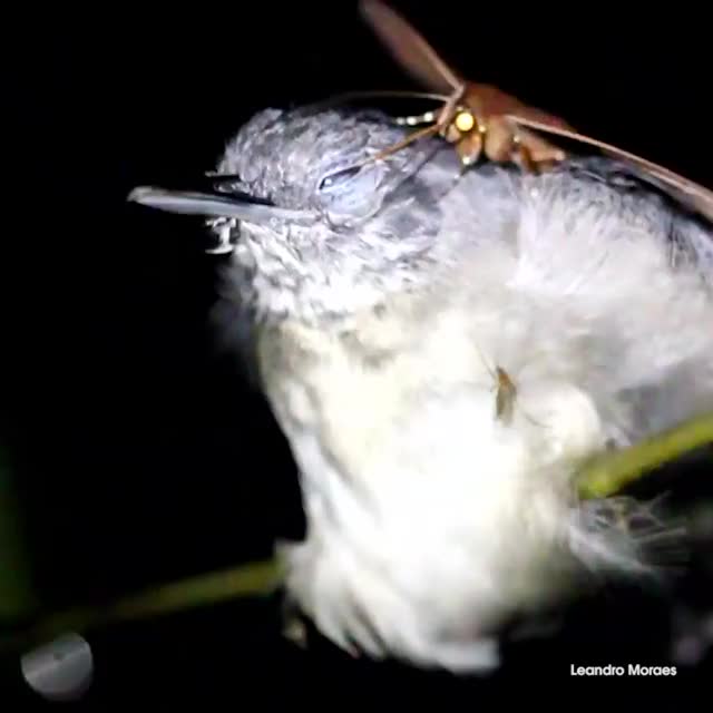 Yes, that's the moth from the meme. But what is it actually doing? Moth drinking