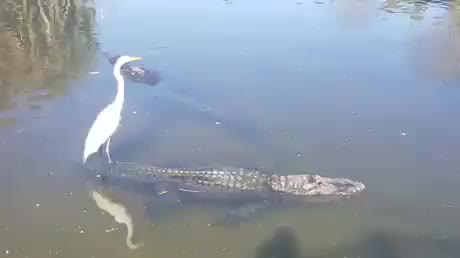 Alligator Taxi
