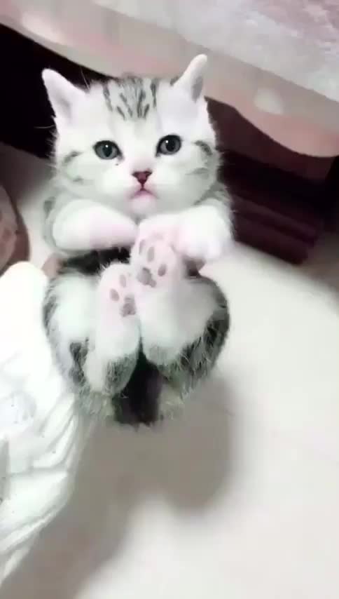 Kitten Cuddle Magic