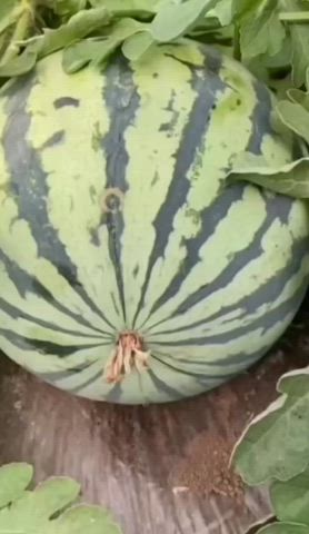Was that a watermelon