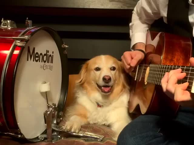 Rhythm dog