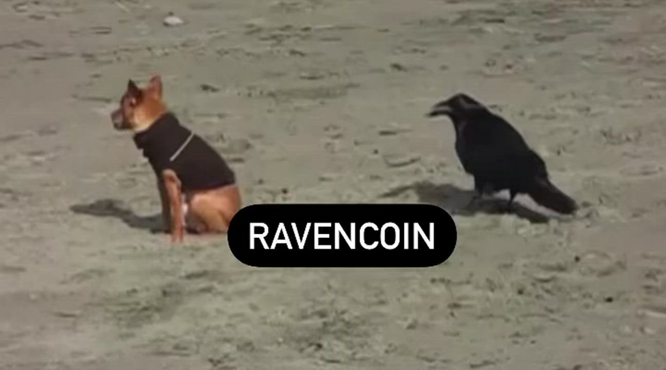 Raven clip
