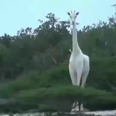 Have you ever seen such a white giraffe? ⬜️? And she even has a white baby! ?