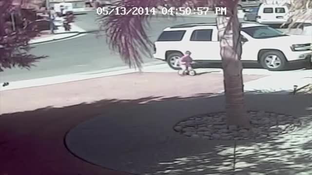 Cat Rescues Little Boy From Dog Attack - Cat saves boy