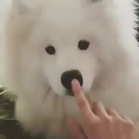 Move your Nose fluffy boii