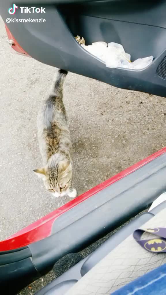 um? so this random kitty just got into my car? hello kitty! #foryou #foryoupage #kitty