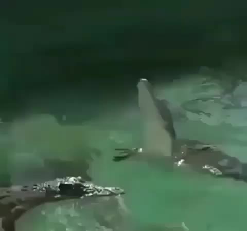 While their legs may be quite stubby, crocodiles can still fully leap out of the