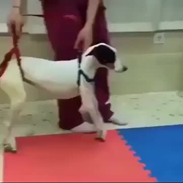 Disabled puppy learns to walk again