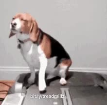 Dog & treadmills