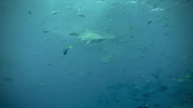 Interesting #sharkdive today in the #Maldives. There is a tuna processing factory