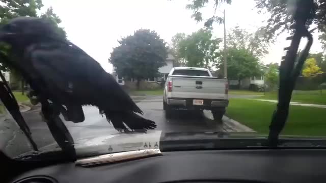 Nevermore will i leave this wiper human!