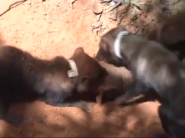 Bush Dogs eating an Armadillo