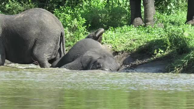 Baby elephant struggles to climb out of river