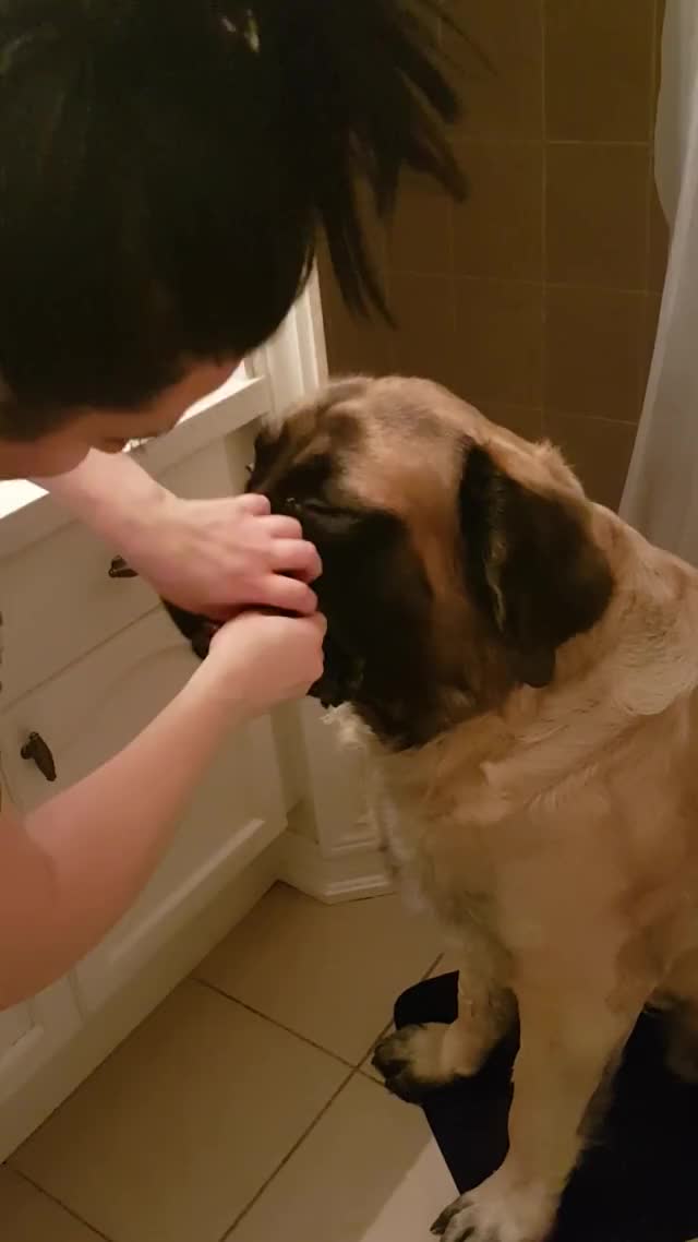 Dog brushes teeth before going to sleep
