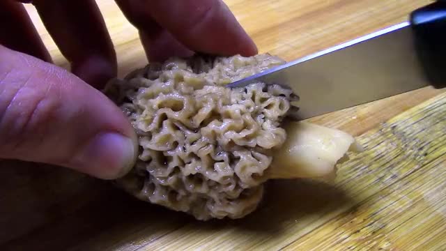 Morel mushroom cut in half