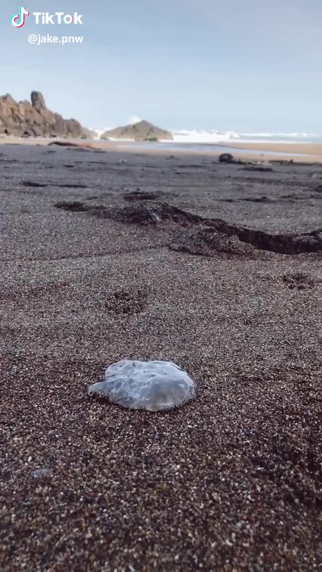Saving a jellyfish! #wildlife #animals #rescue #foryou #foryoupage #featurethis #nature