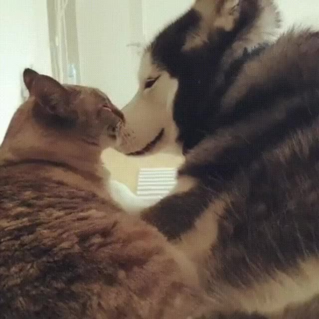 Husky and cat therapy