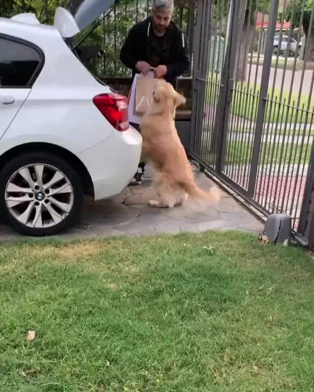 The good boi is too happy to help!!!