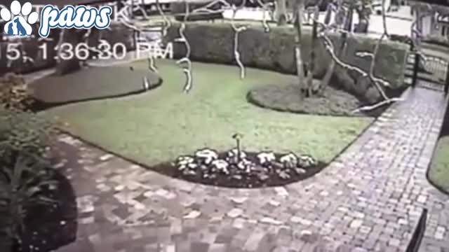 Dogs Protecting Owners Against Intruders - Real Life Footage!!!